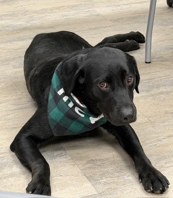 Moe, a Adoptable Labrador Retriever in Indianapolis, IN image 1/6
