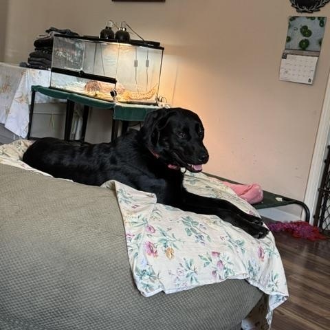 Moe, a Adoptable Labrador Retriever in Indianapolis, IN image 4/6