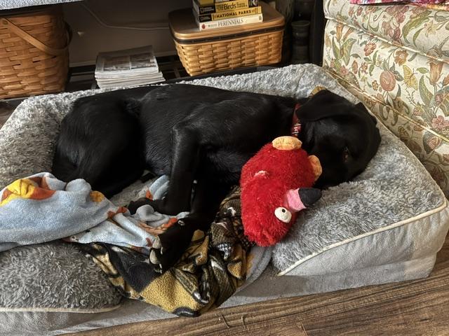 Moe, a Adoptable Labrador Retriever in Indianapolis, IN image 5/6