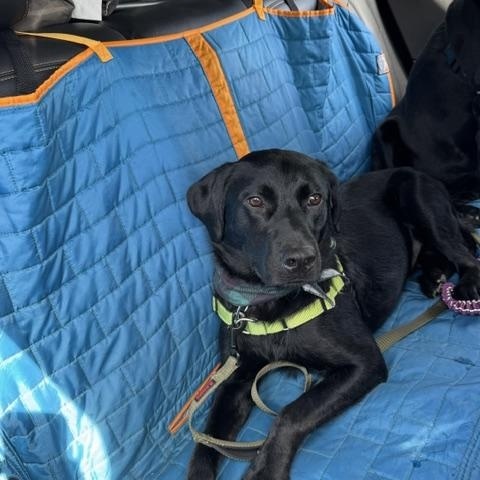 Moe, a Adoptable Labrador Retriever in Indianapolis, IN image 2/6