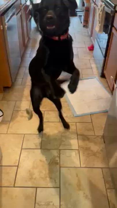 Enlarge Moe, a Adoptable Labrador Retriever in Indianapolis, IN video 6/6