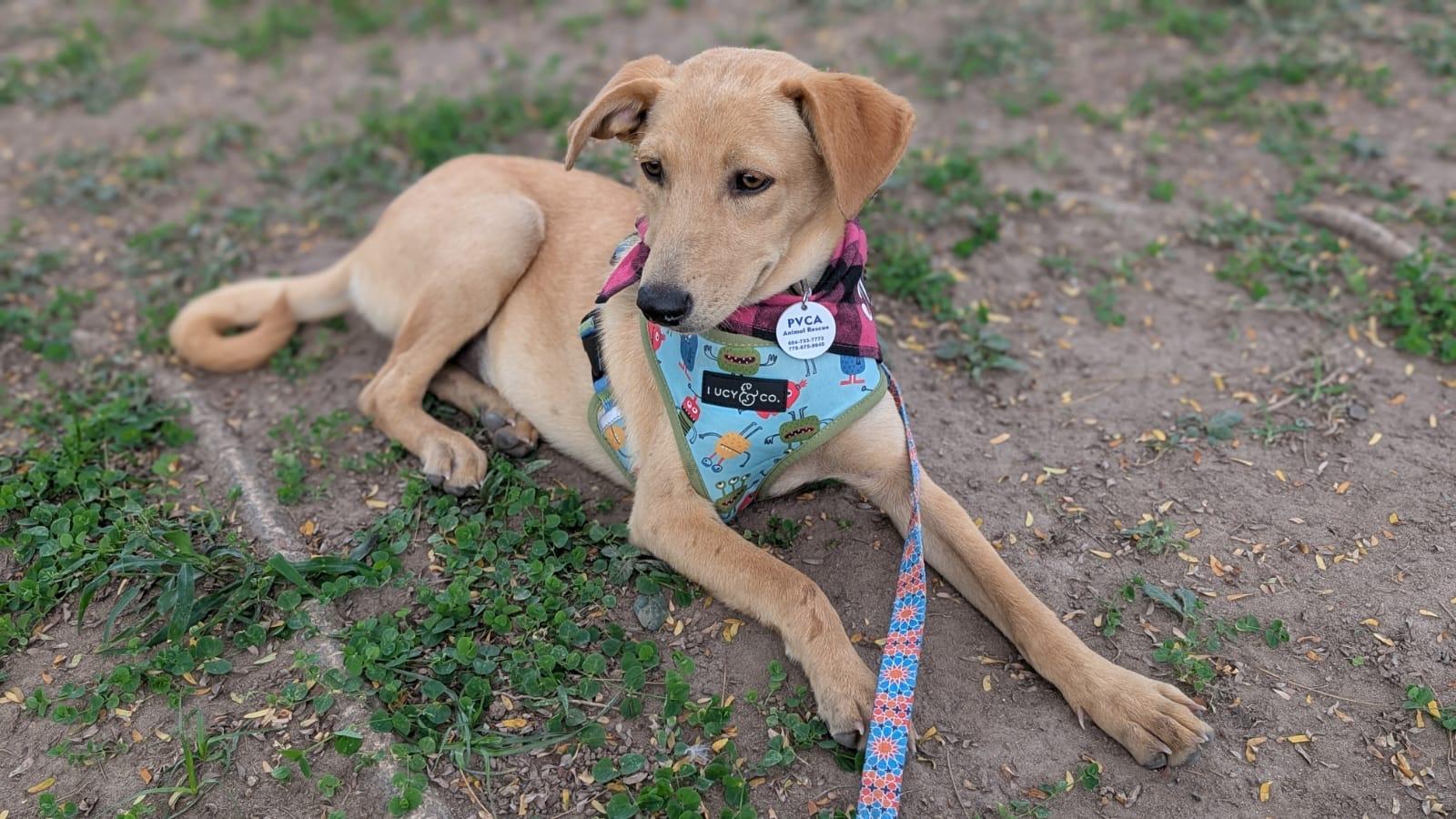 Enlarge Vanilla, an adopted mixed breed in Victoria, BC image 3/5