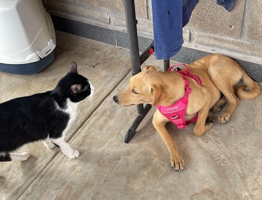 Enlarge Vanilla, an adopted mixed breed in Victoria, BC image 2/5