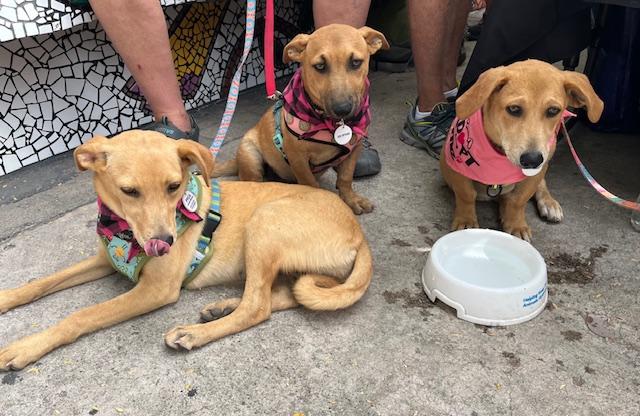 Enlarge Vanilla, an adopted mixed breed in Victoria, BC image 5/5