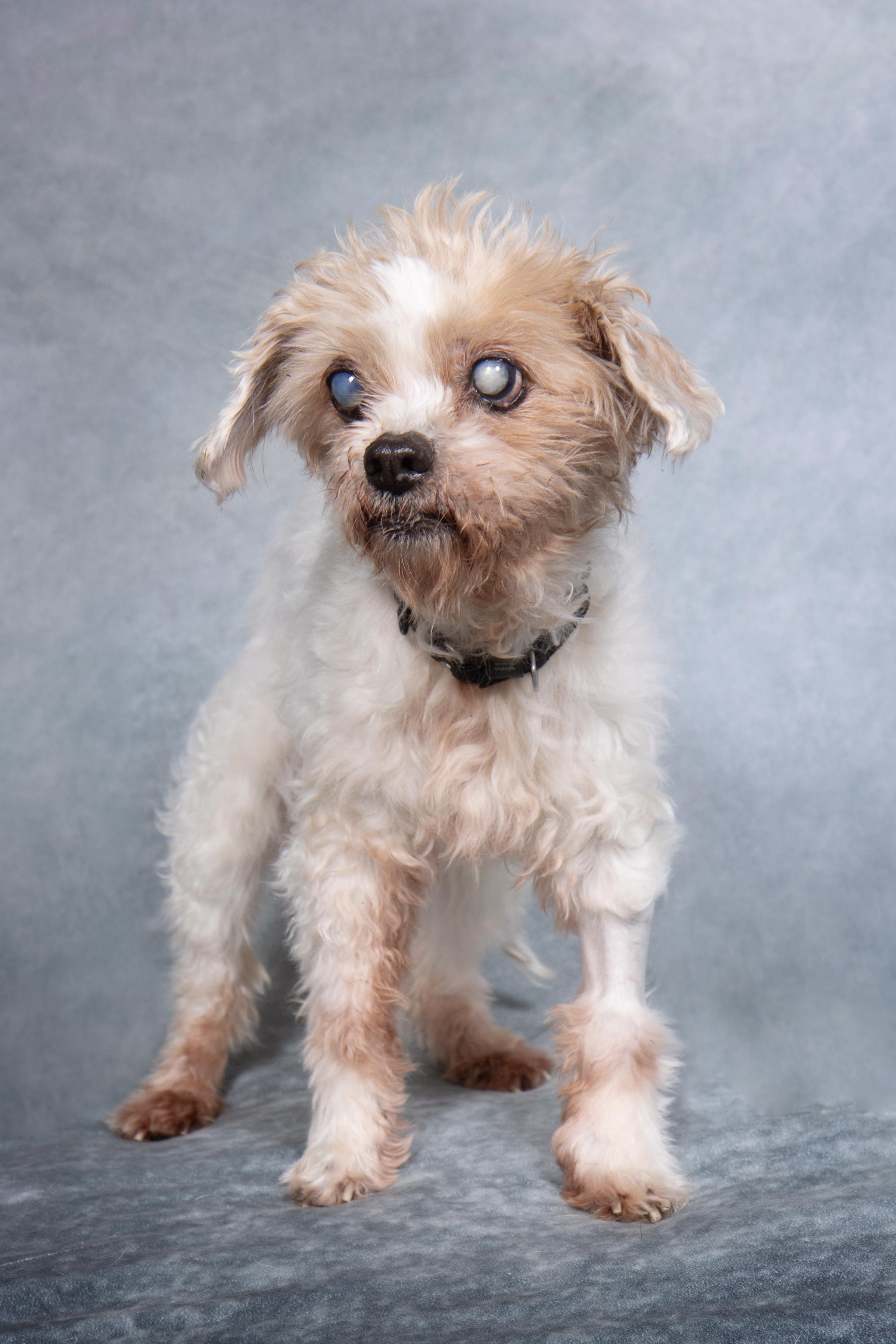 Snickerdoodle, ADOPTABLE, Senior Female Poodle.