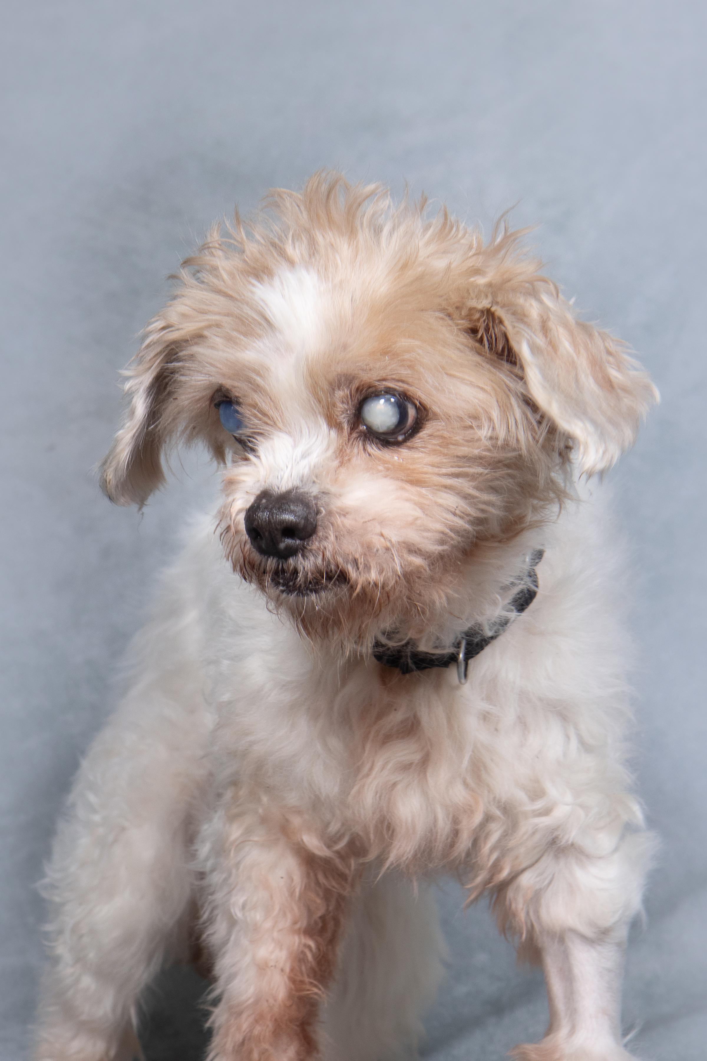 Snickerdoodle, a ADOPTABLE mixed breed in Cleveland, OH image 4/4
