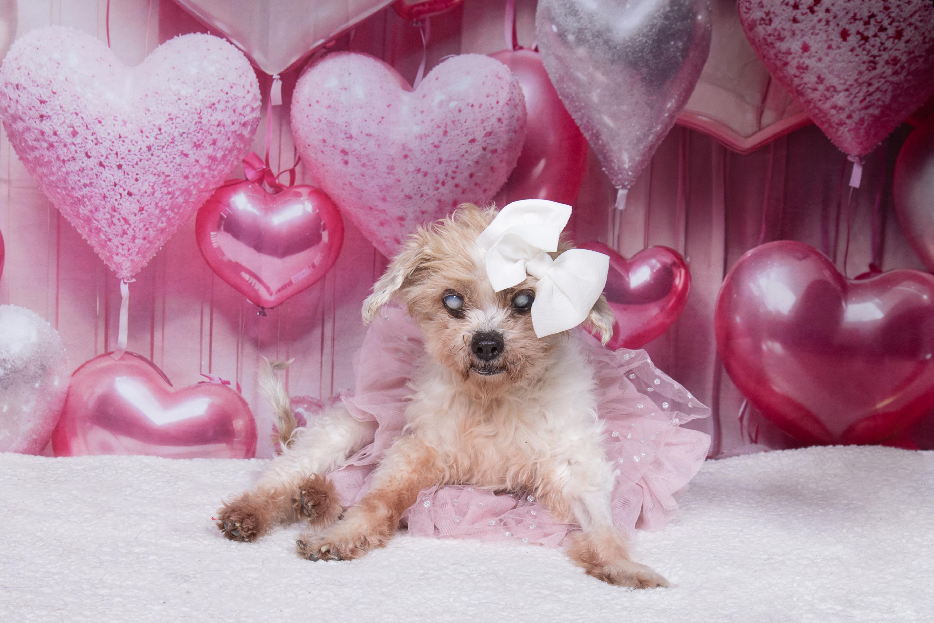 Snickerdoodle, a ADOPTABLE mixed breed in Cleveland, OH image 2/4