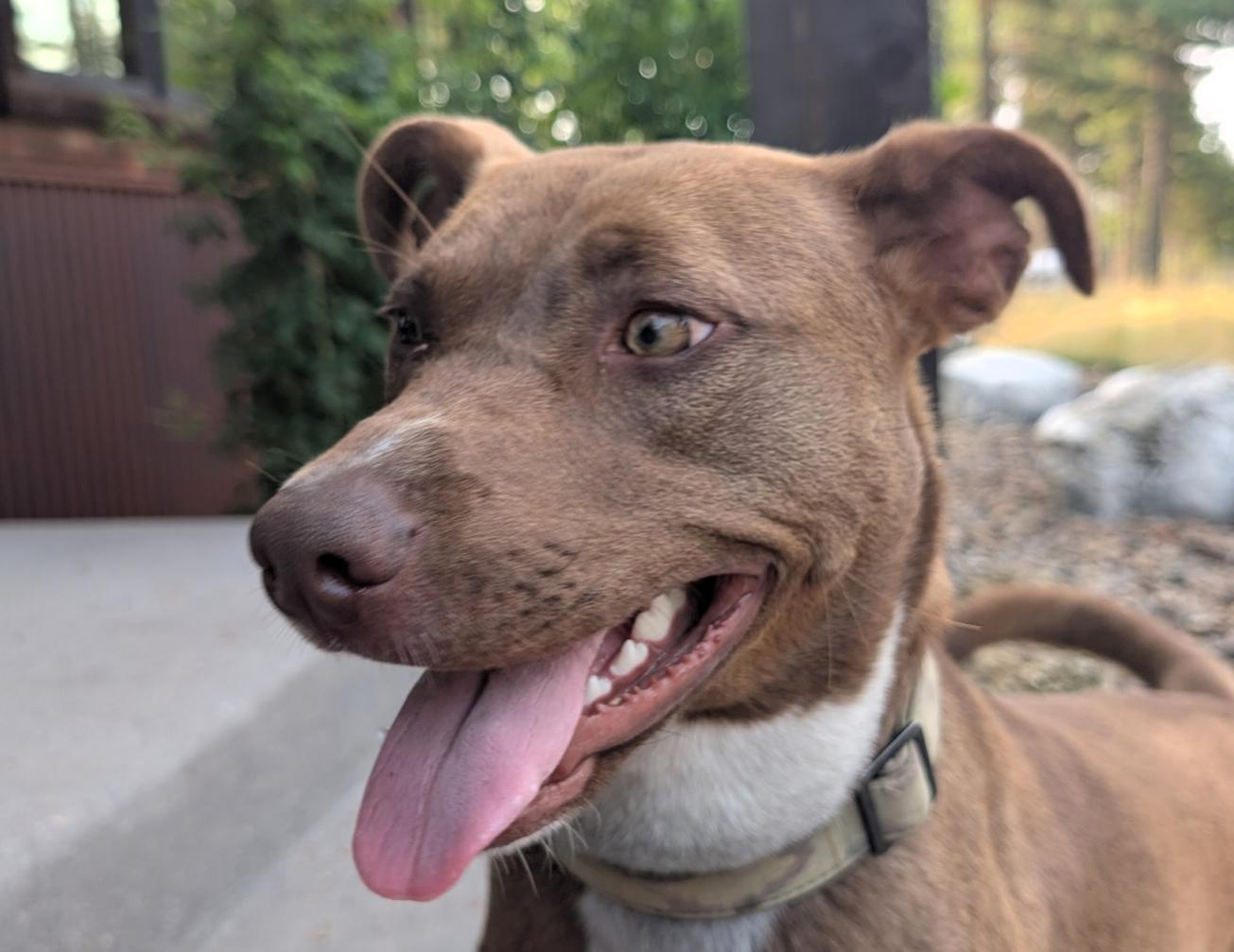 Miranda, an adoptable Mixed Breed in Polson, MT, 59860 | Photo Image 5