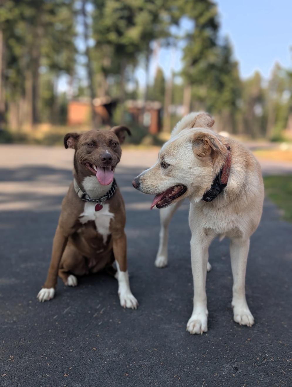 Miranda, an adoptable Mixed Breed in Polson, MT, 59860 | Photo Image 4