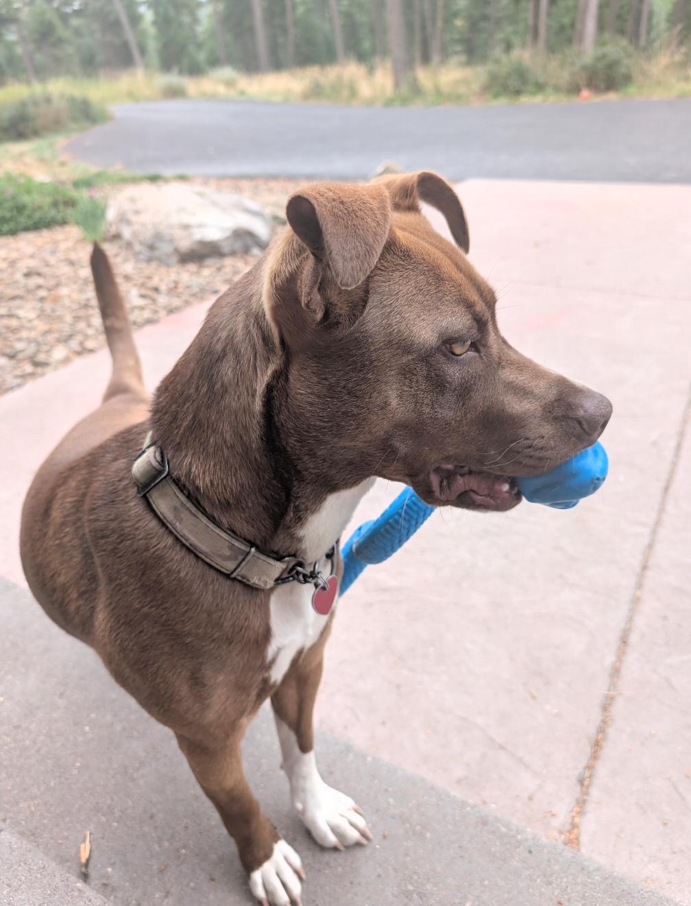 Miranda, an adoptable Mixed Breed in Polson, MT, 59860 | Photo Image 3