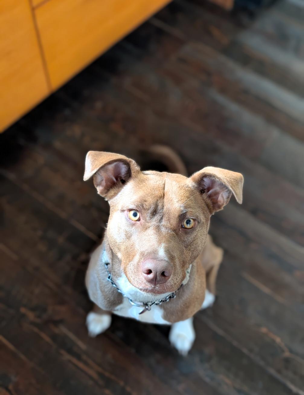 Miranda, an adoptable Mixed Breed in Polson, MT, 59860 | Photo Image 1
