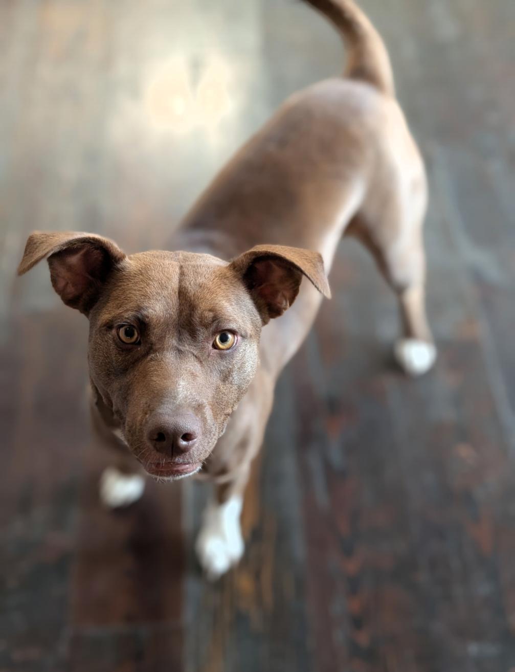 Miranda, an adoptable Mixed Breed in Polson, MT, 59860 | Photo Image 2