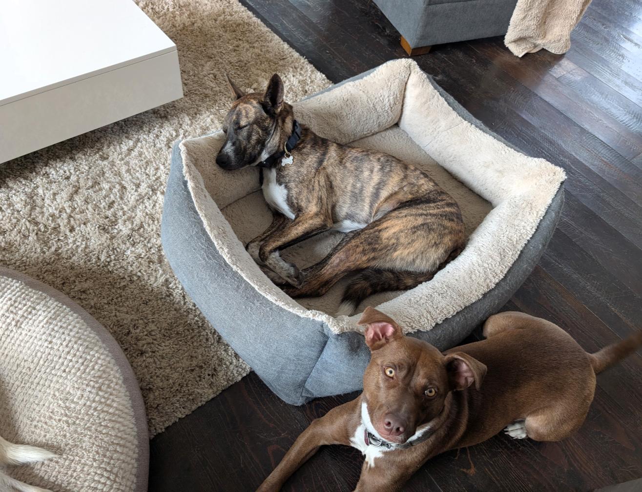 Miranda, an adoptable Mixed Breed in Polson, MT, 59860 | Photo Image 6