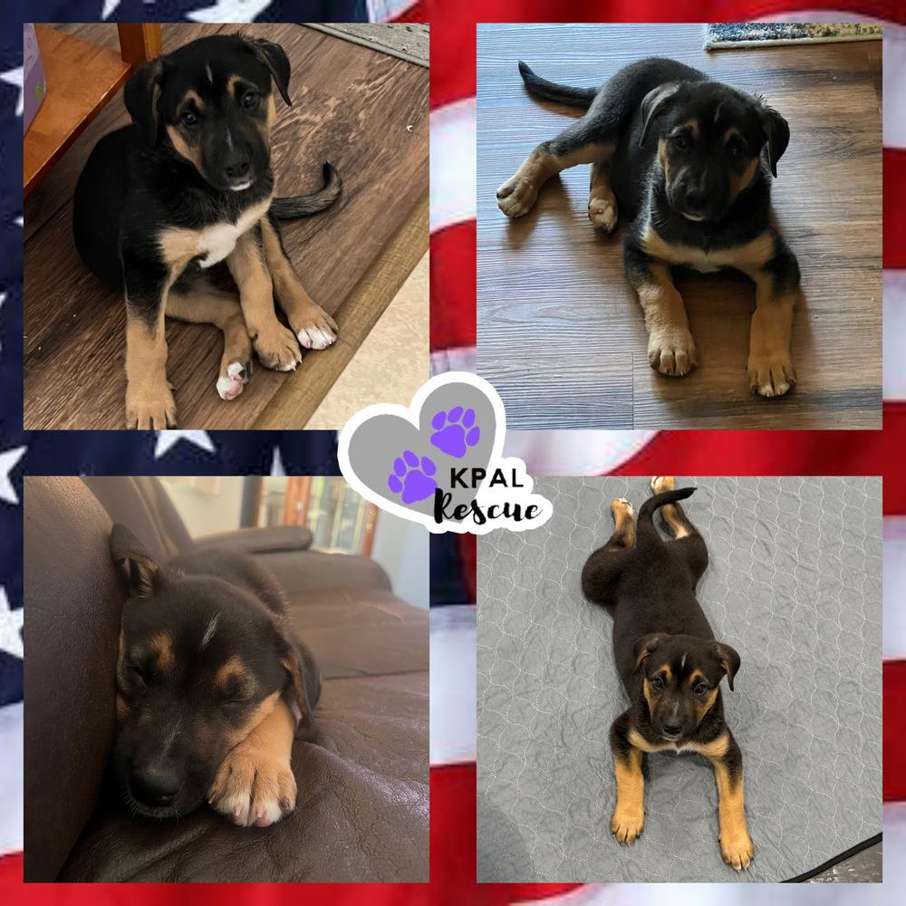 Liberty, Adoptable, Puppy Female Mixed Breed.