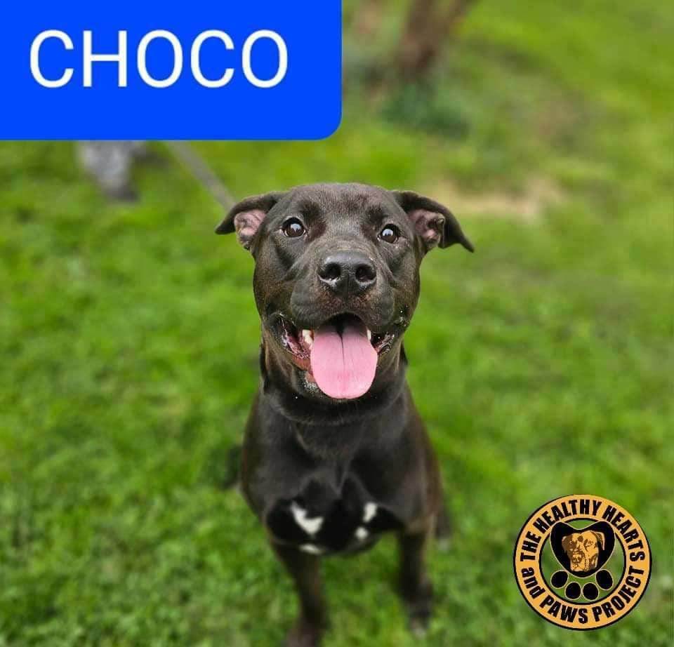 Choco, Adoptable, Adult Male Labrador Retriever.