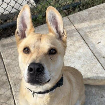 Enlarge Nemo, an adoptable mixed breed in The Colony, TX image 1/6