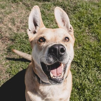 Nemo, adoptable, Adult Male Yellow Labrador Retriever & Shepherd.