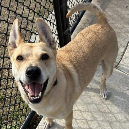 Enlarge Nemo, an adoptable mixed breed in The Colony, TX image 5/6