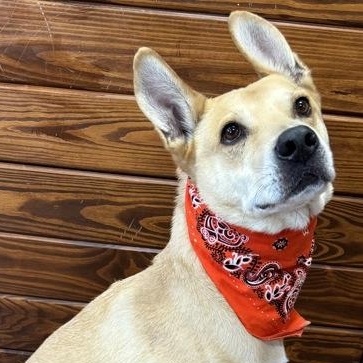 Enlarge Nemo, an adoptable mixed breed in The Colony, TX image 4/6