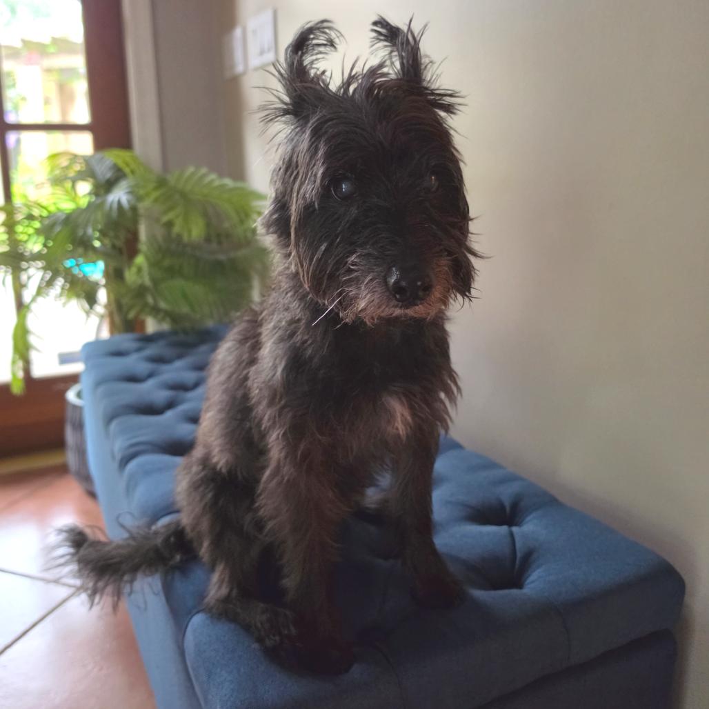Enlarge Pepsi, a Adoptable mixed breed in Jupiter, FL image 1/1