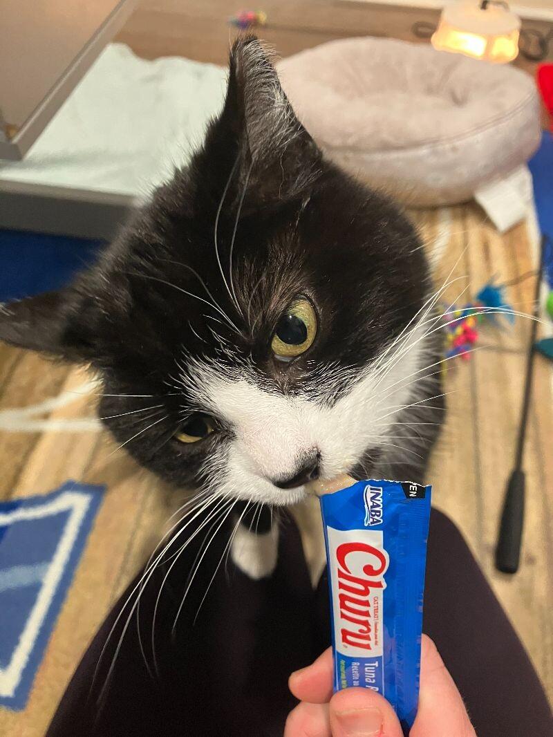 Bandit, a Adoptable Domestic Medium Hair in Colmar, PA image 1/6