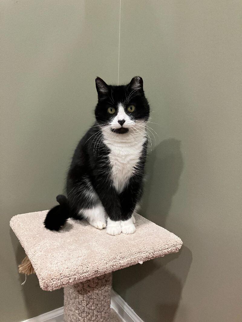 Bandit, a Adoptable Domestic Medium Hair in Colmar, PA image 2/6