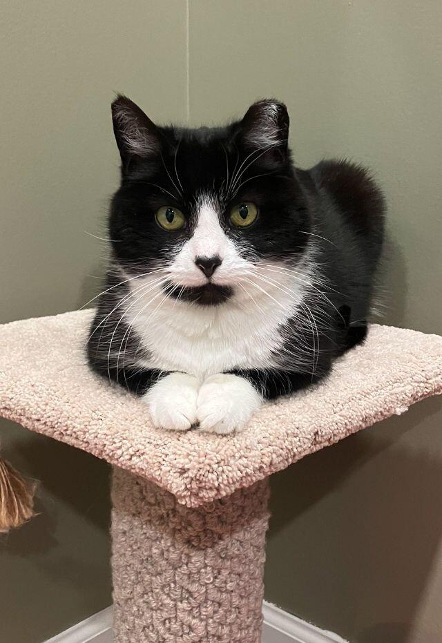 Bandit, a Adoptable Domestic Medium Hair in Colmar, PA image 3/6