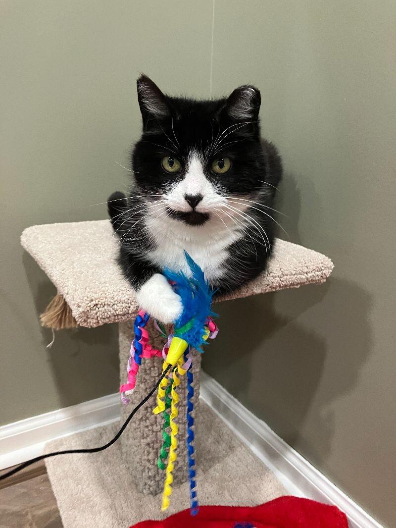 Bandit, a Adoptable Domestic Medium Hair in Colmar, PA image 4/6