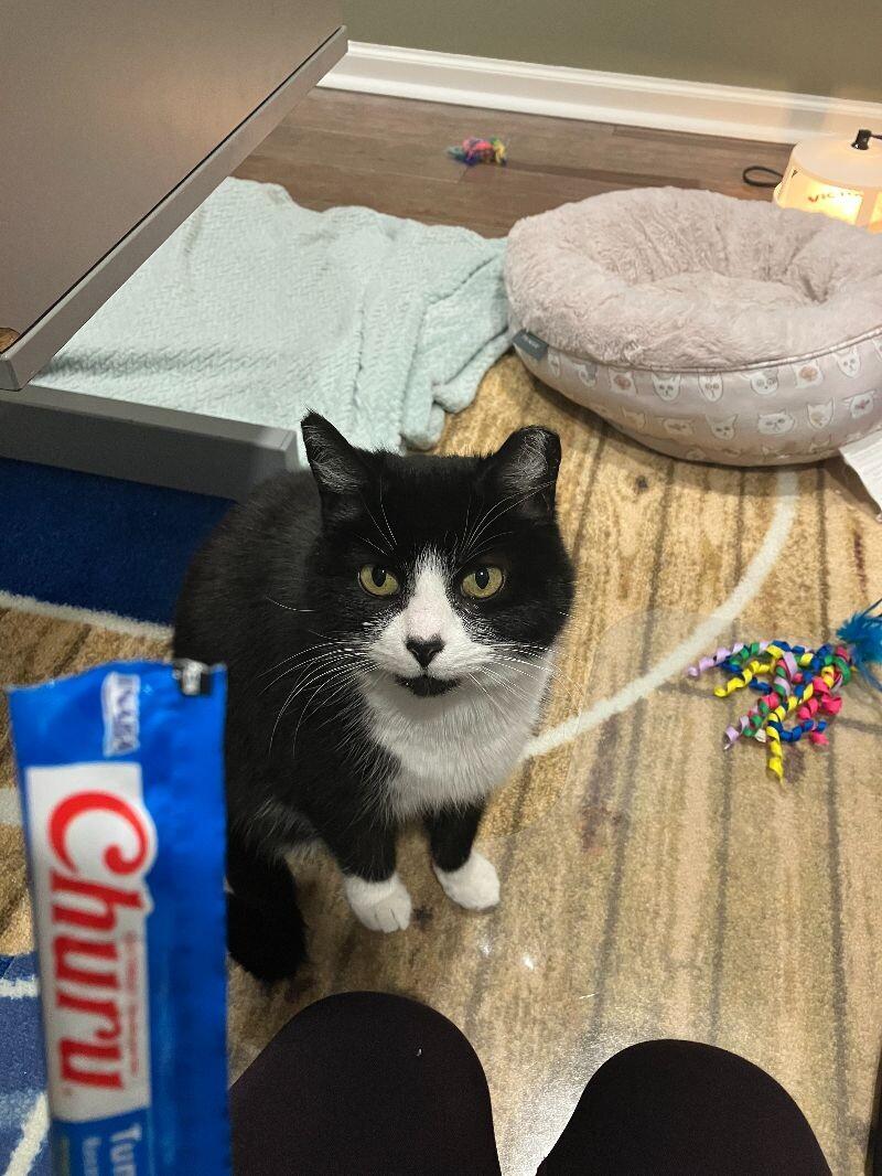 Bandit, a Adoptable Domestic Medium Hair in Colmar, PA image 5/6