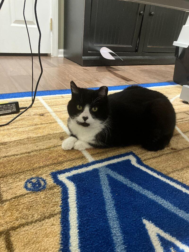 Bandit, a Adoptable Domestic Medium Hair in Colmar, PA image 6/6