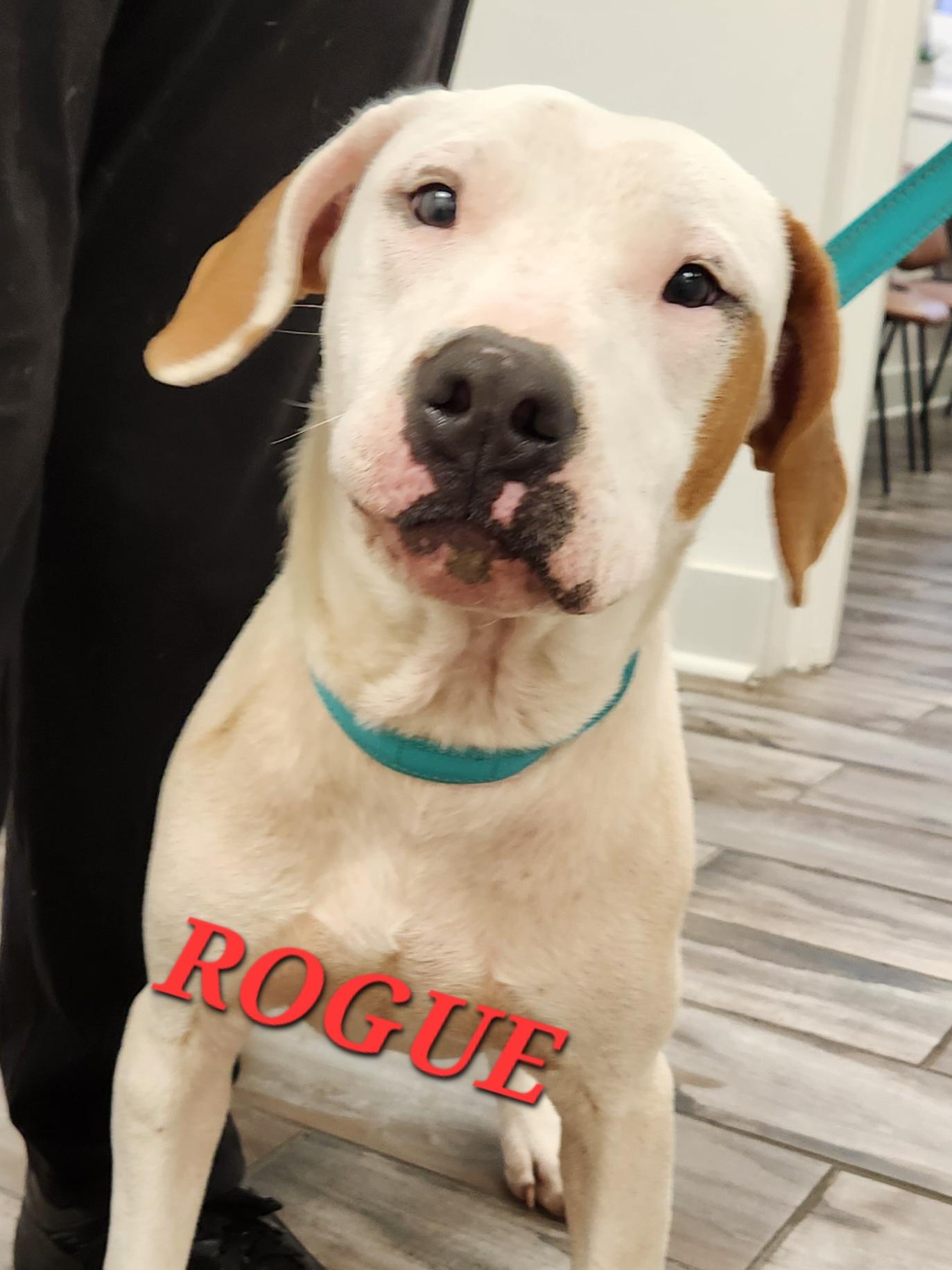 Rogue Marvel, a ADOPTABLE mixed breed in Woburn, MA image 4/4