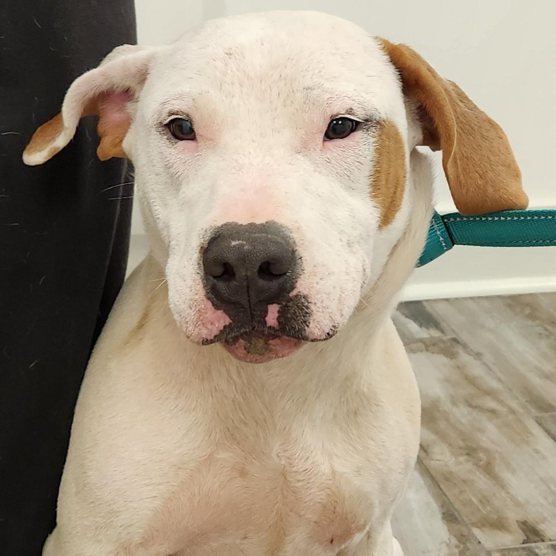 Rogue Marvel, a ADOPTABLE mixed breed in Woburn, MA image 1/4