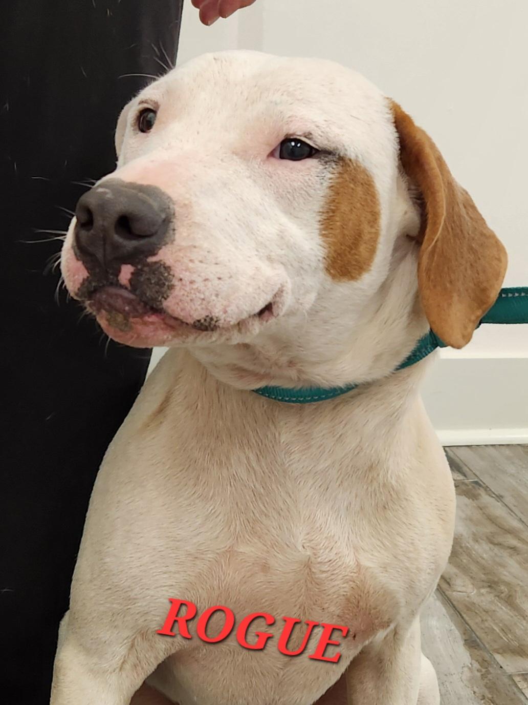 Rogue Marvel, a ADOPTABLE mixed breed in Woburn, MA image 3/4