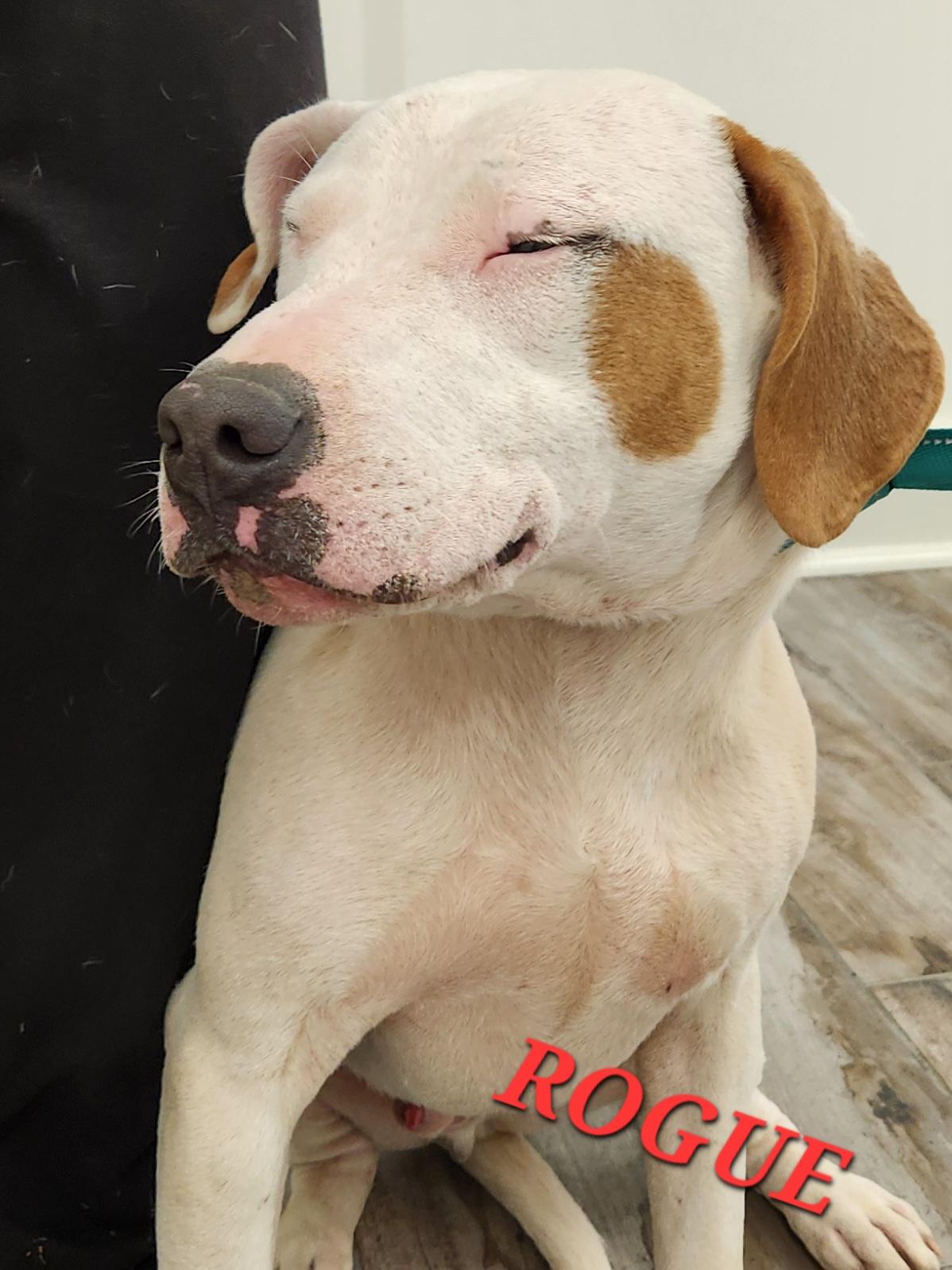 Rogue Marvel, a ADOPTABLE mixed breed in Woburn, MA image 2/4