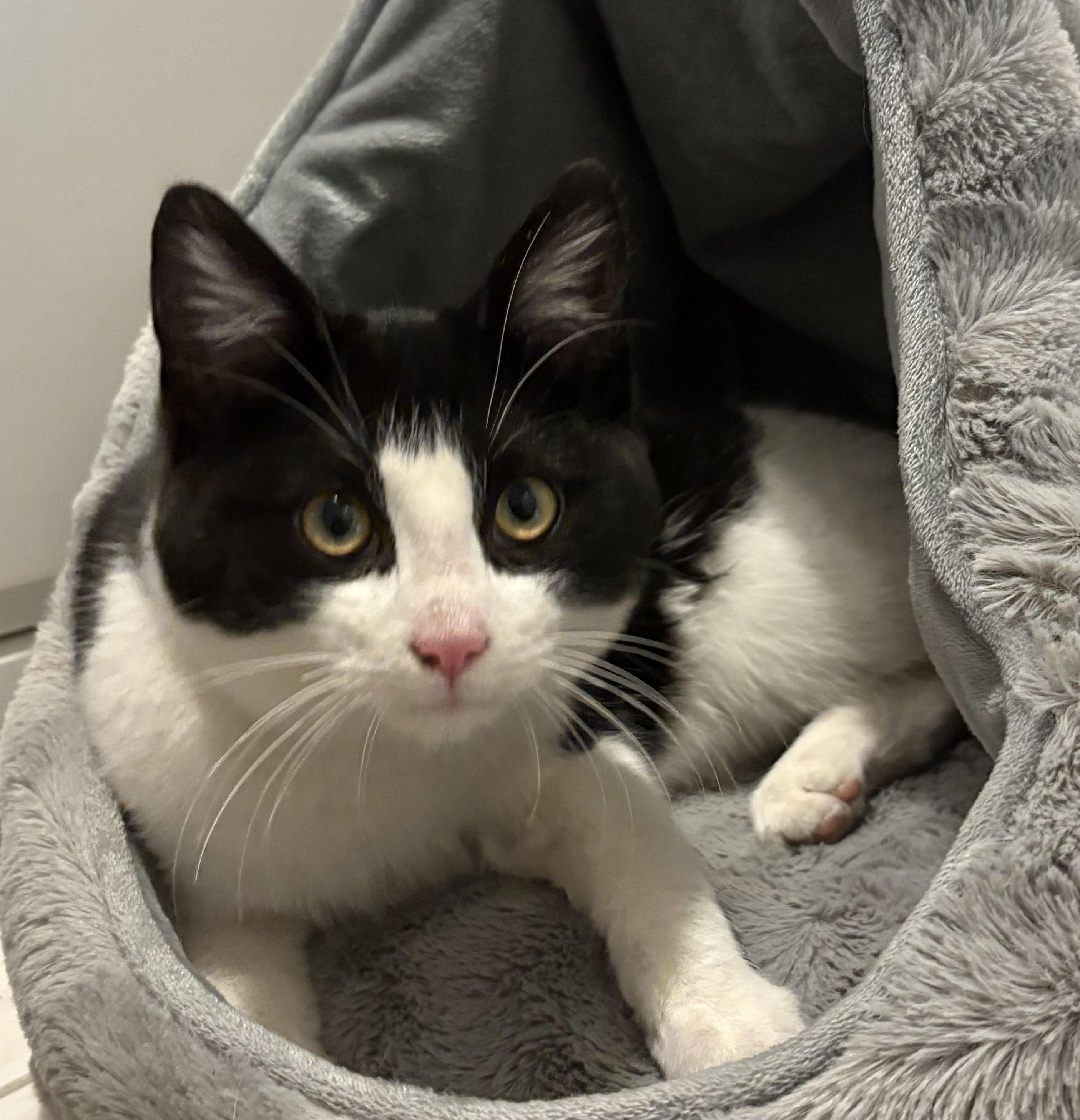 Enlarge Truffles , an adopted American Shorthair in Union City, NJ image 4/6