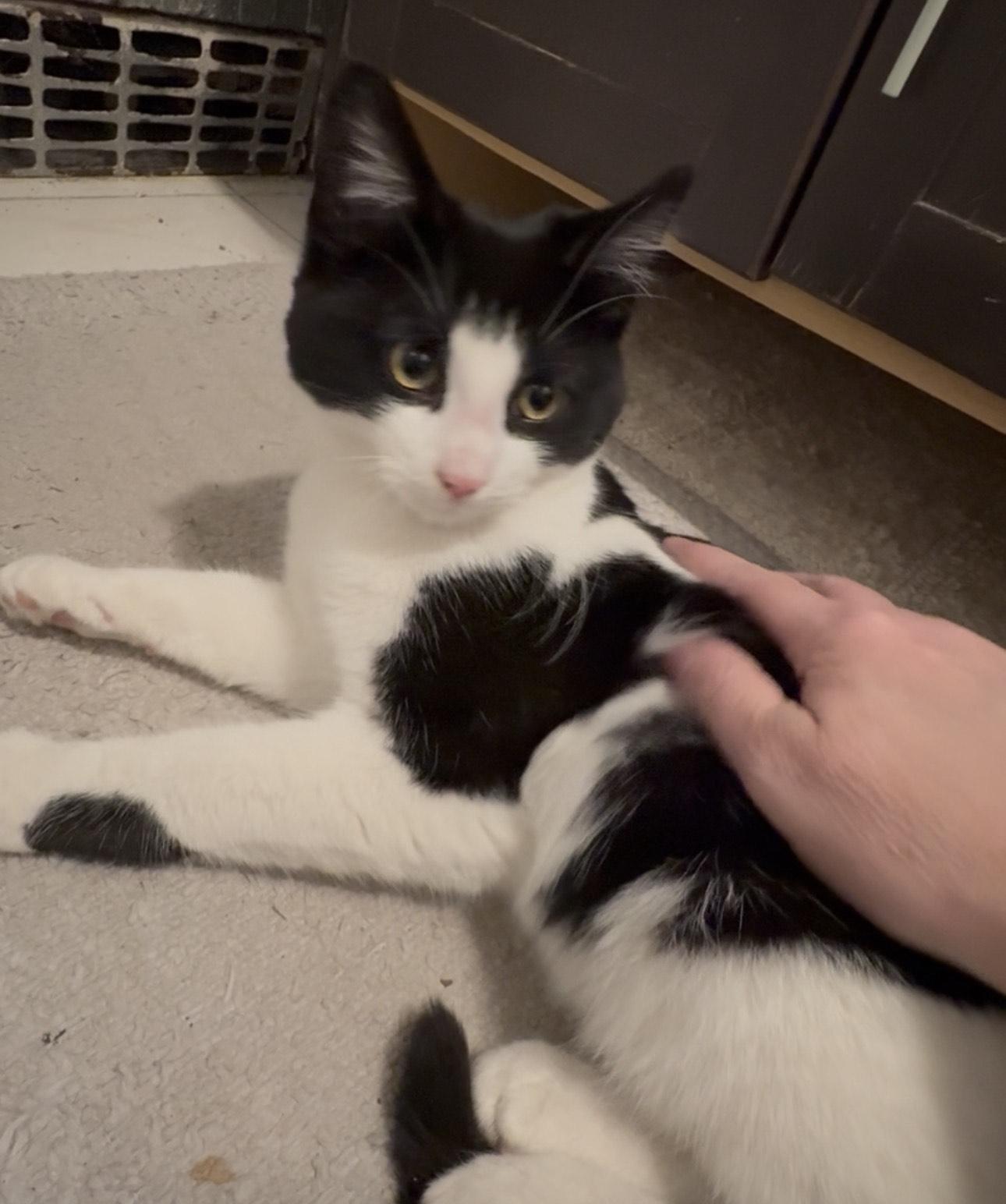 Enlarge Truffles , an adopted American Shorthair in Union City, NJ image 2/6