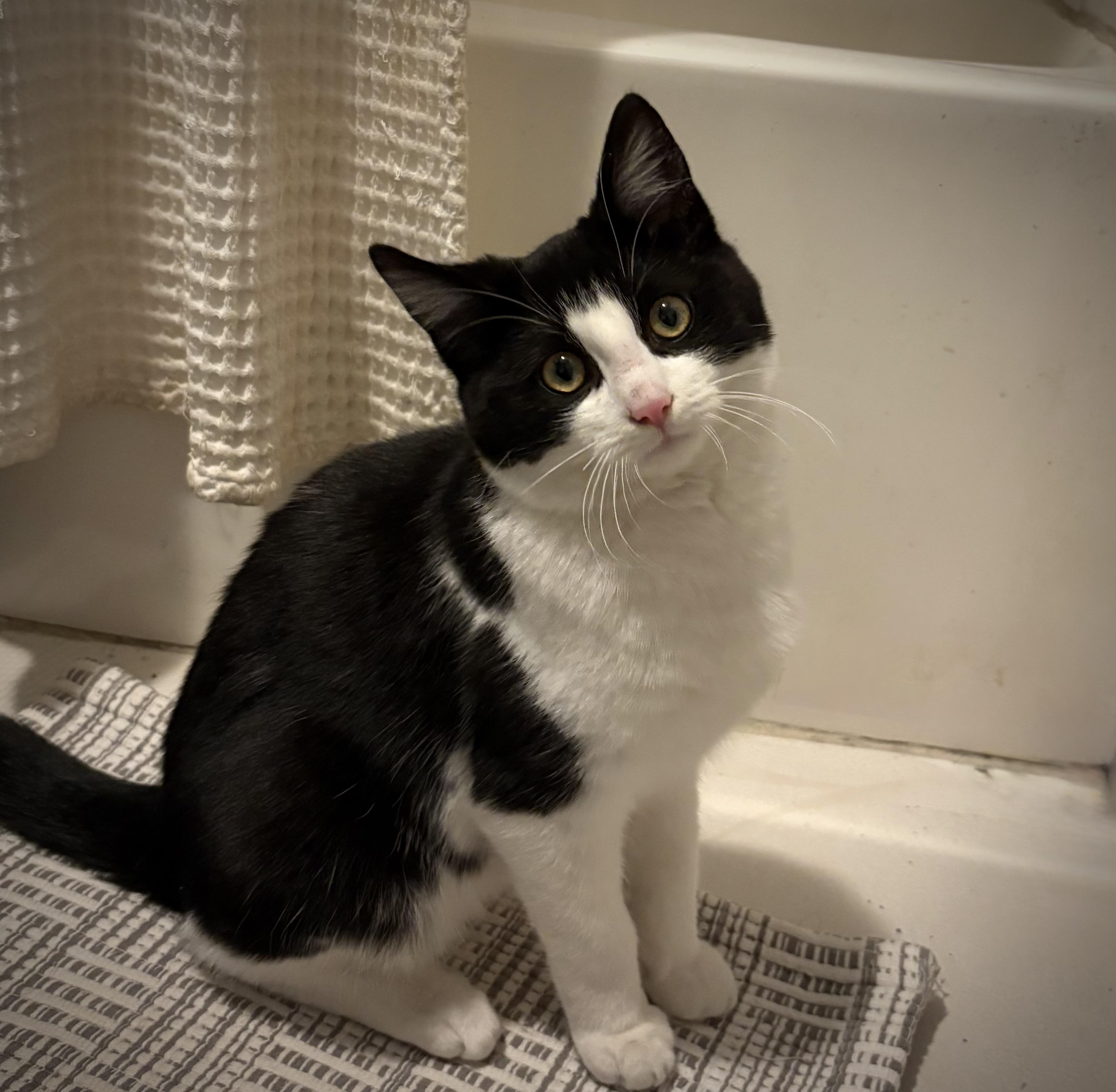 Truffles , ADOPTABLE, Young Male American Shorthair.