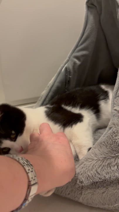 Enlarge Truffles , an adopted American Shorthair in Union City, NJ video 6/6