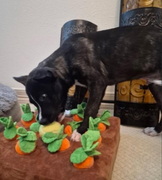 Enlarge Rainbow the Snuggle Bug, an adopted mixed breed in Baytown, TX image 4/6