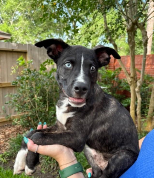 Enlarge Rainbow the Snuggle Bug, an adopted mixed breed in Baytown, TX image 6/6