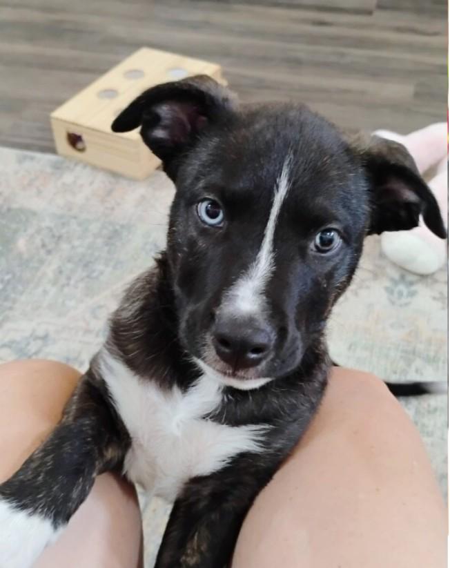 Enlarge Rainbow the Snuggle Bug, an adopted mixed breed in Baytown, TX image 3/6