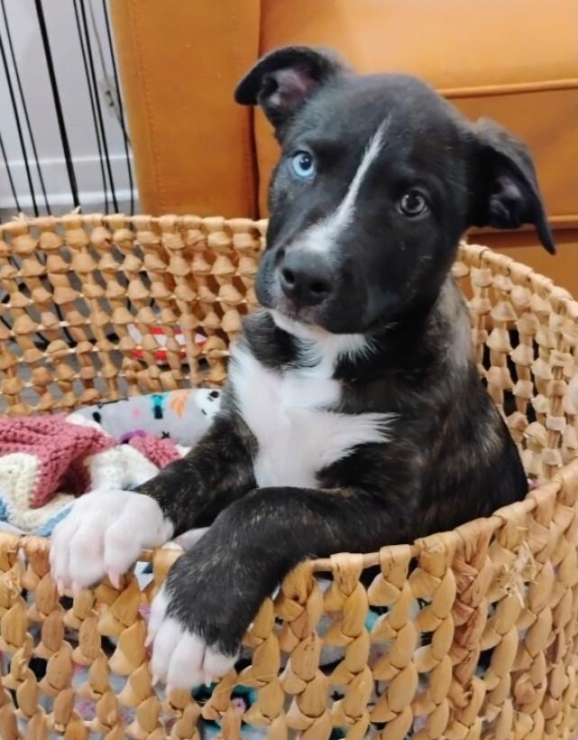 Rainbow the Snuggle Bug, adopted, Puppy Male Labrador Retriever & German Shepherd Dog.