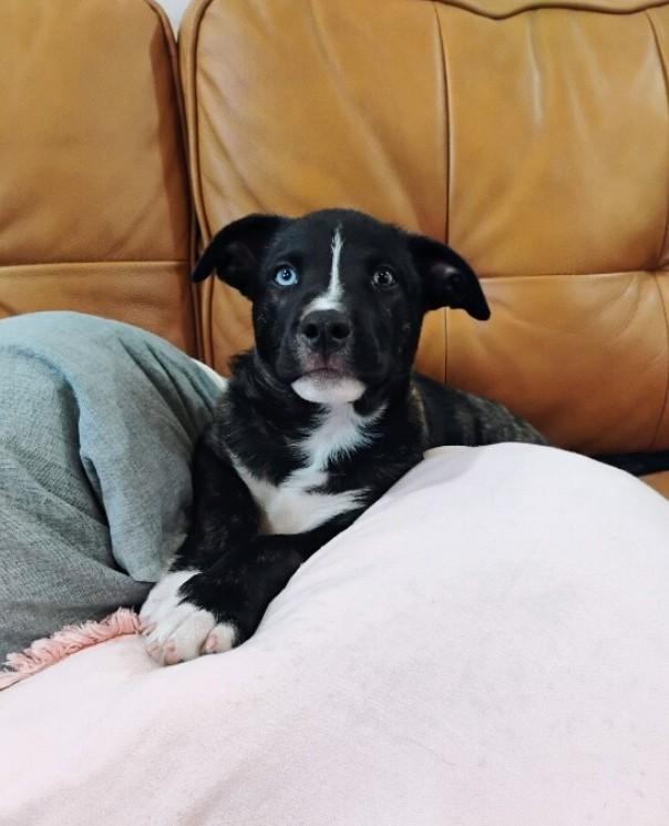 Enlarge Rainbow the Snuggle Bug, an adopted mixed breed in Baytown, TX image 5/6