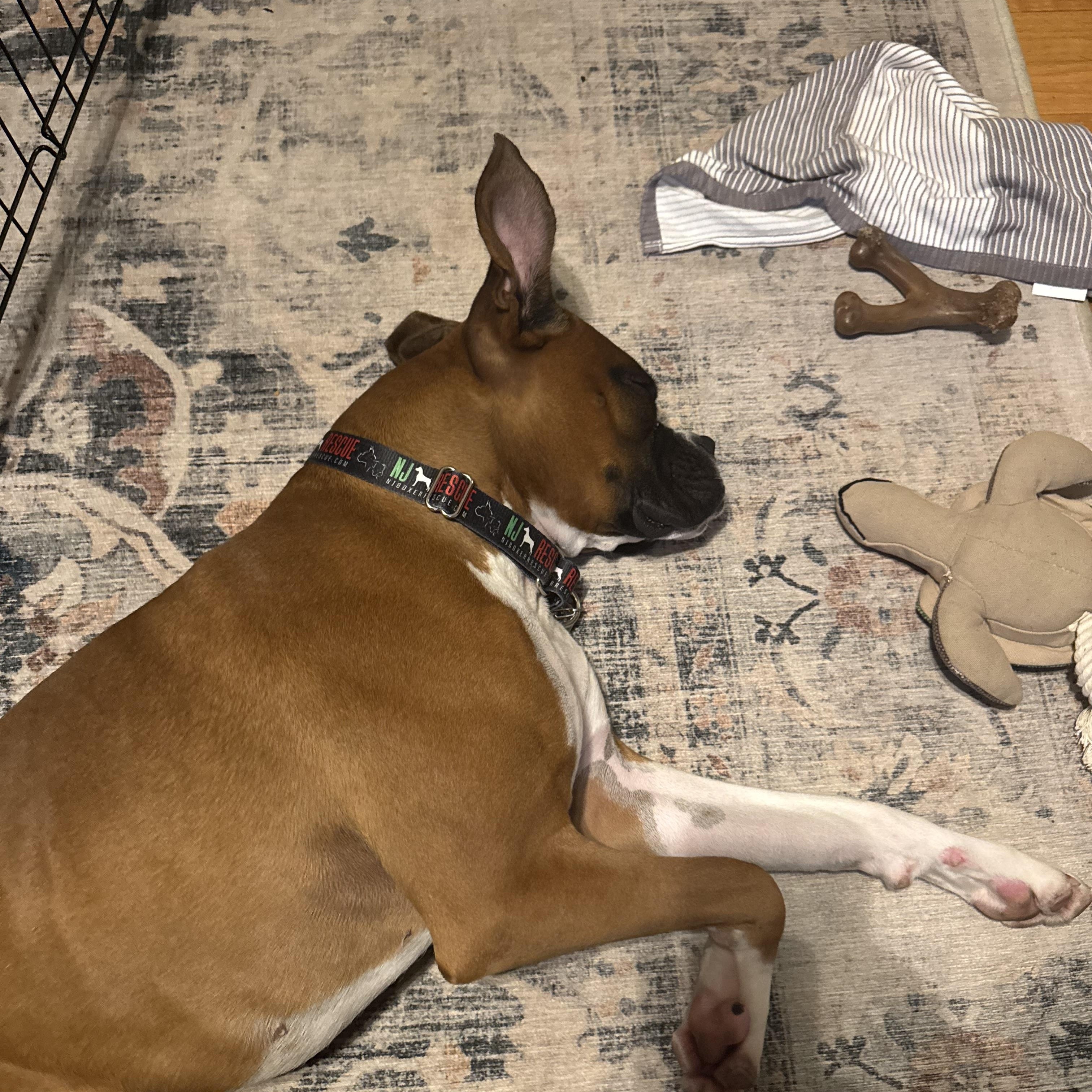 Baxter, an adopted Boxer in Middlesex, NJ image 2/6