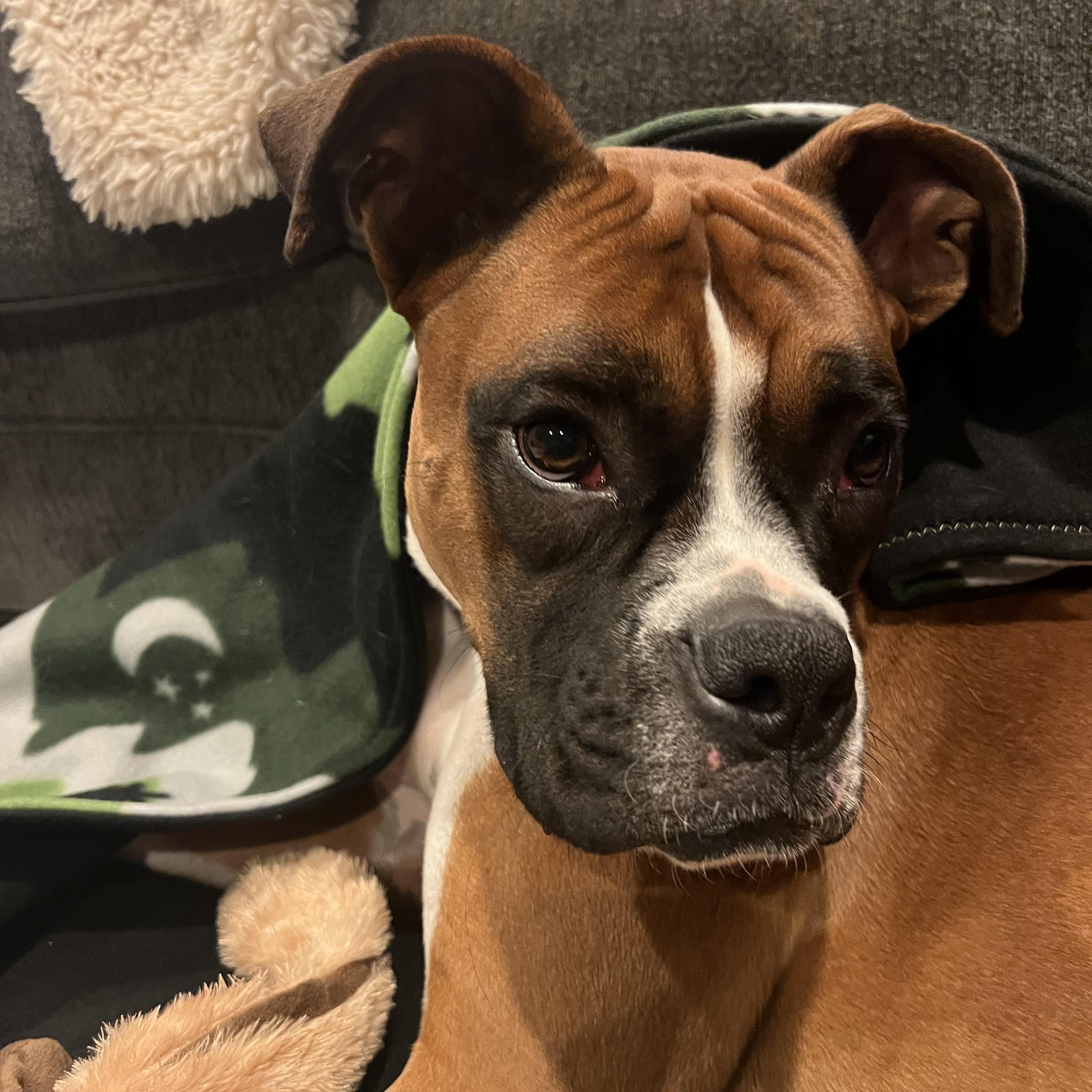 Baxter, an adopted Boxer in Middlesex, NJ image 6/6