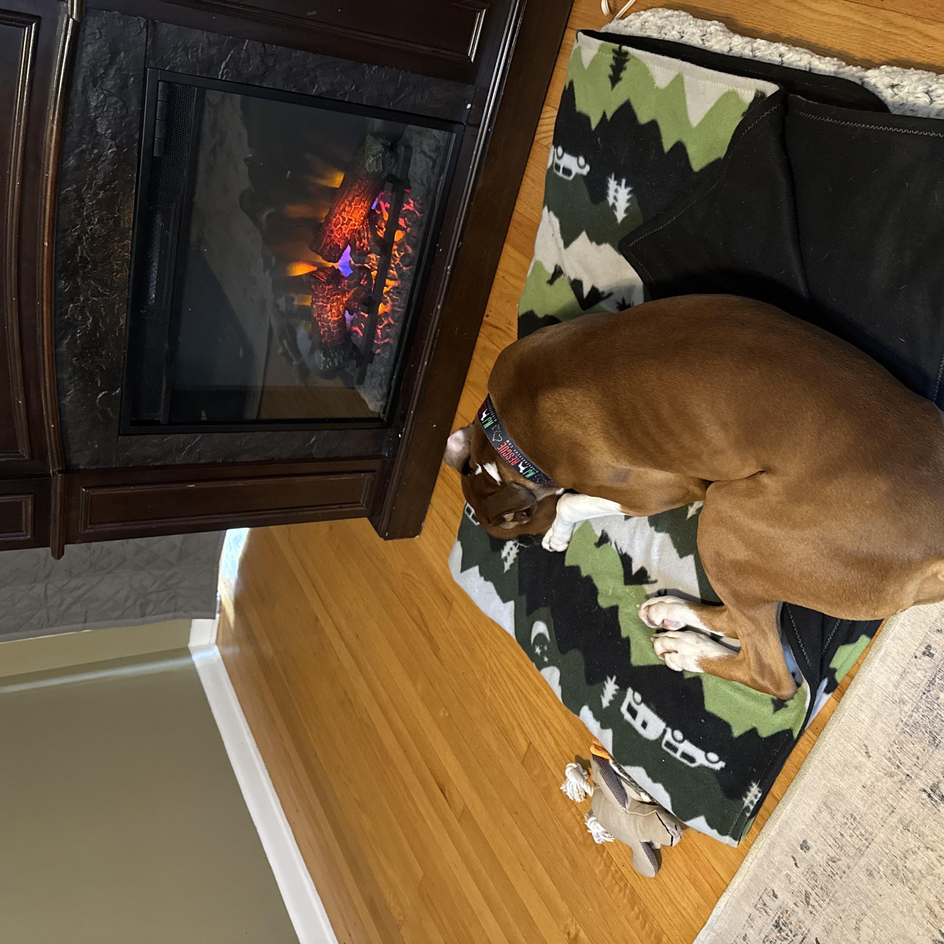 Baxter, an adopted Boxer in Middlesex, NJ image 3/6