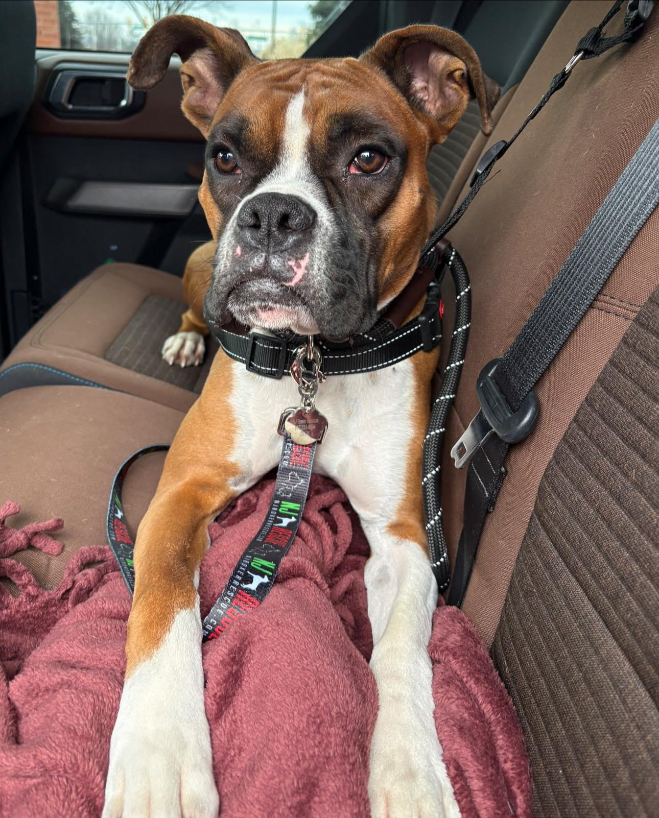 Baxter, an adopted Boxer in Middlesex, NJ image 1/6