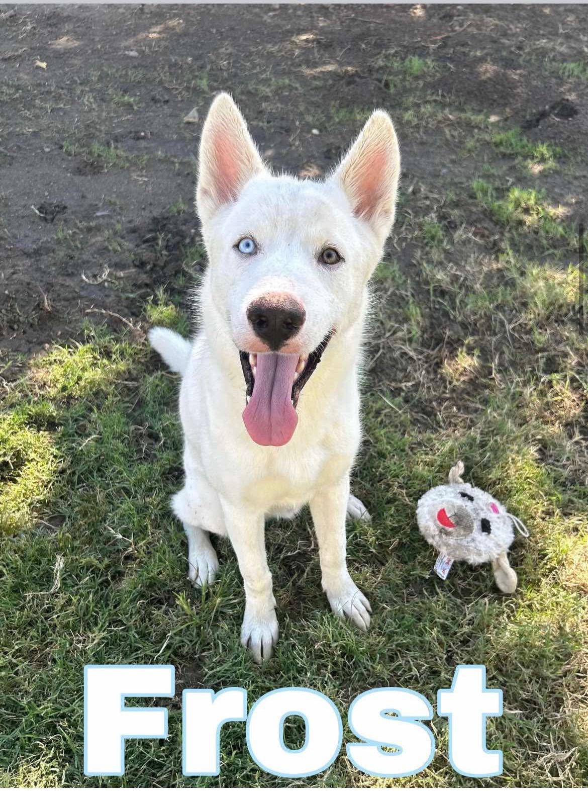 Enlarge FROST will melt your heart, a Adopted Husky in Phoenix, AZ image 1/6