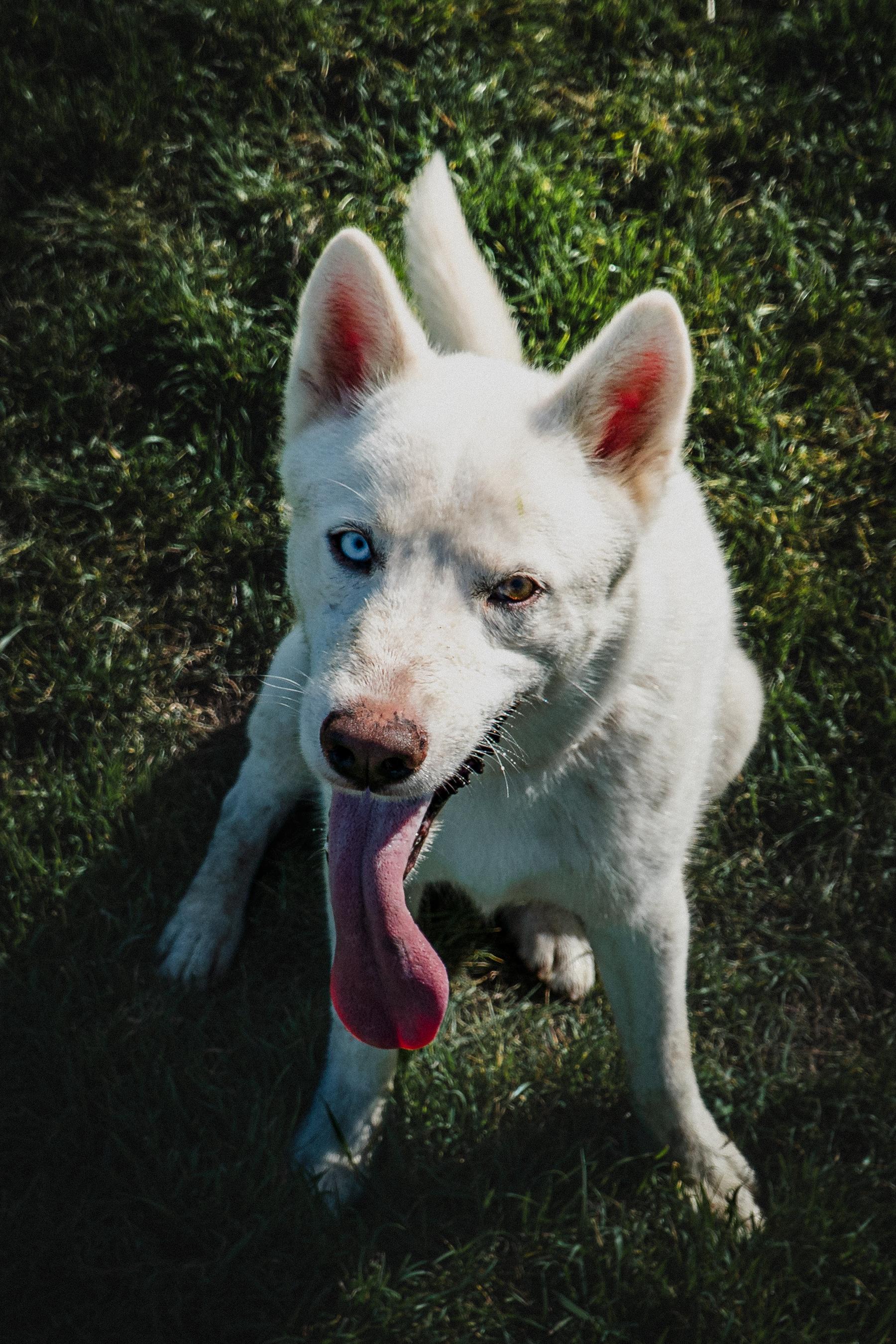 Enlarge FROST will melt your heart, a Adopted Husky in Phoenix, AZ image 3/6