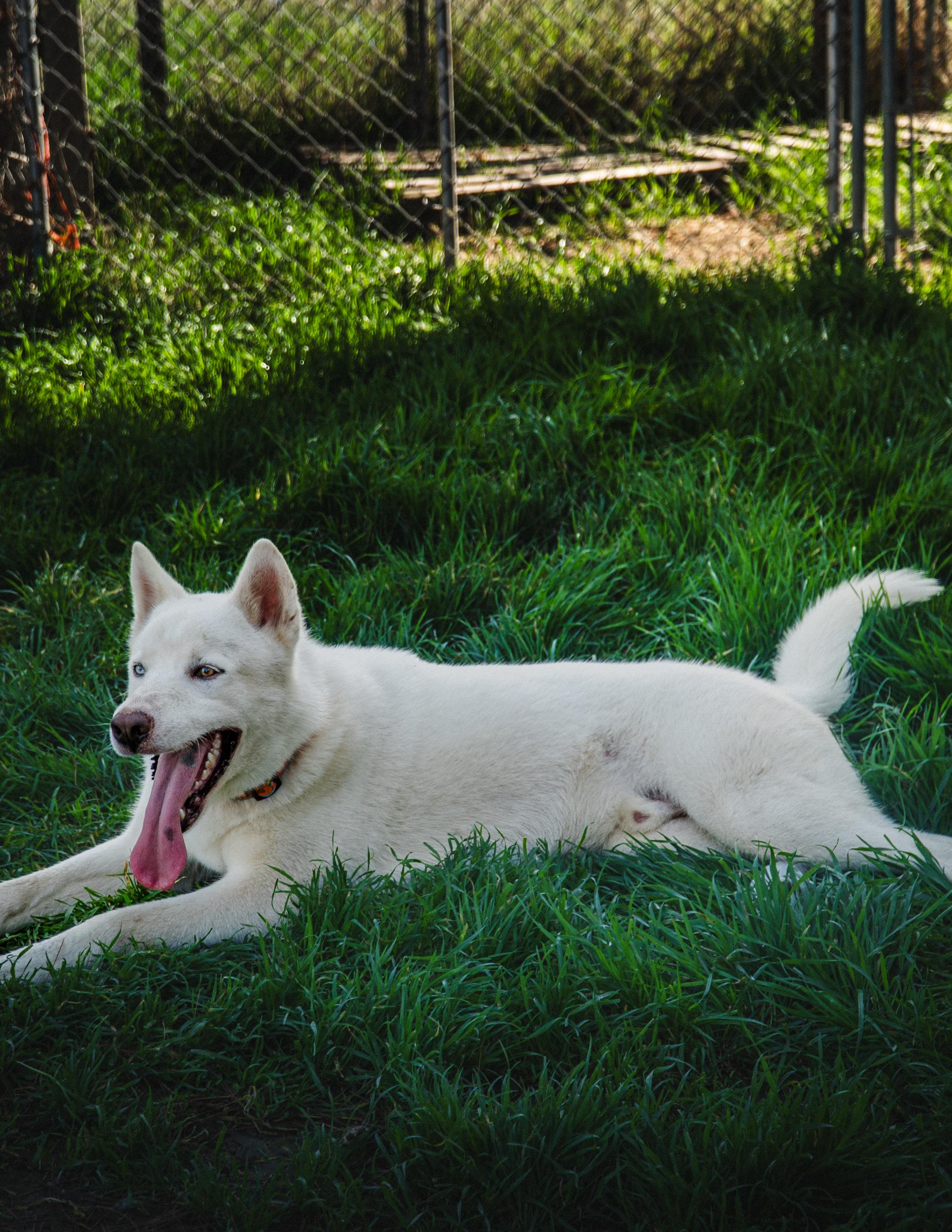 Enlarge FROST will melt your heart, a Adopted Husky in Phoenix, AZ image 6/6